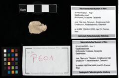 Foto (Objekt + Etikett) von Galatheoidea indet.  (NHMW-GEO-2014-0194-0601)